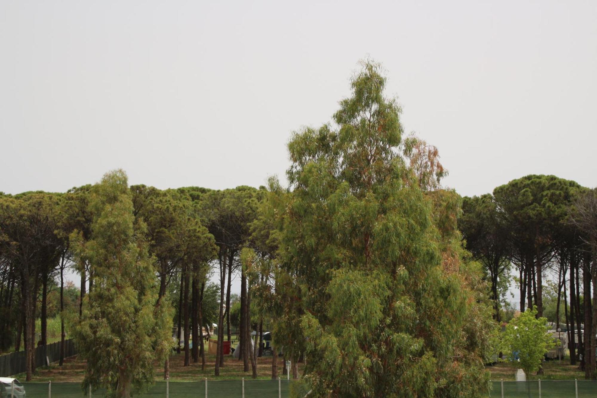 Levante Marina di Schiavonea Zewnętrze zdjęcie